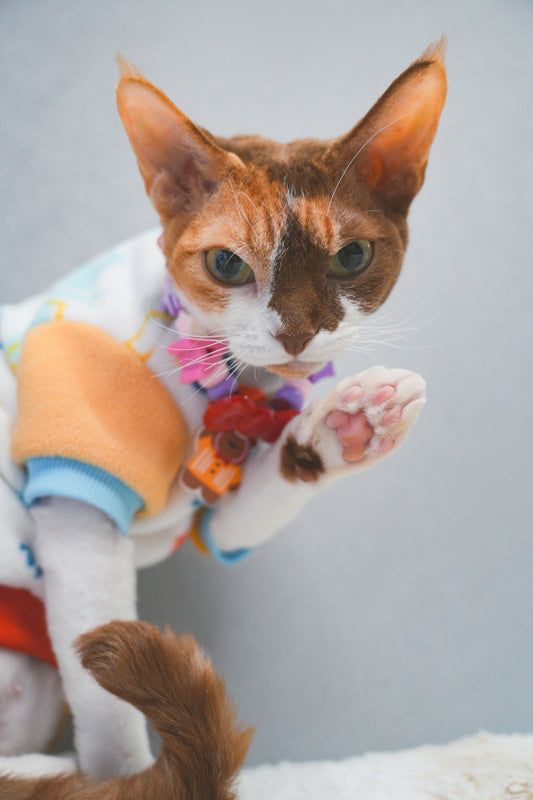 Meet This Tri-Color Style Icon