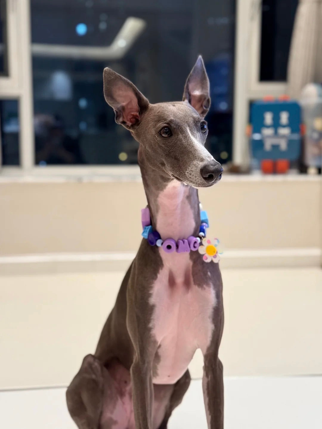Customized Pet Collar|Smile & Flower Charms|Step 2: Choose your Favorite Charms