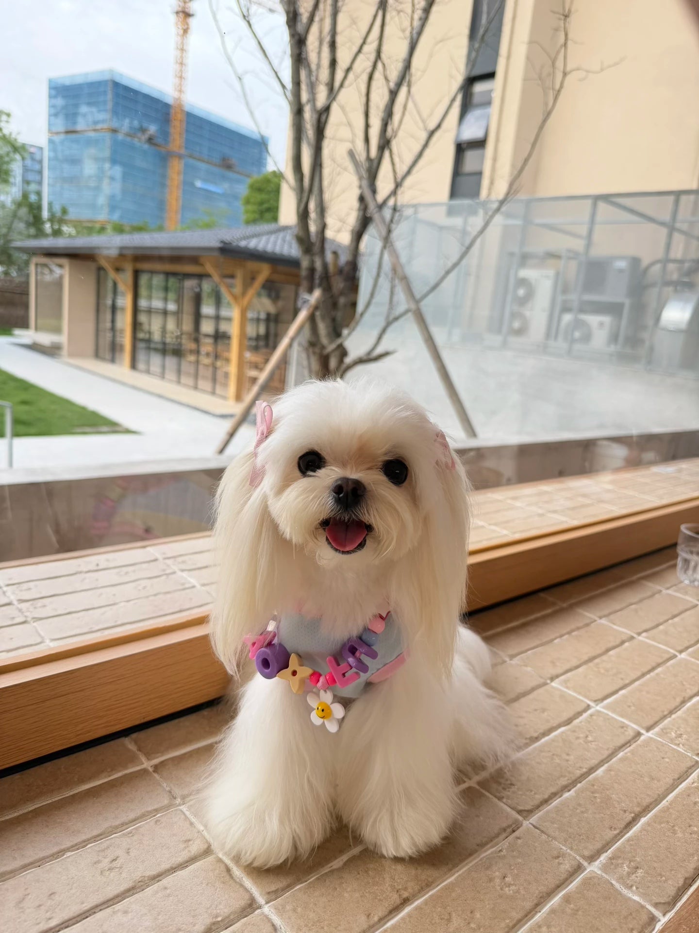 Customized Pet Collar|Smile & Flower Charms|Step 2: Choose your Favorite Charms