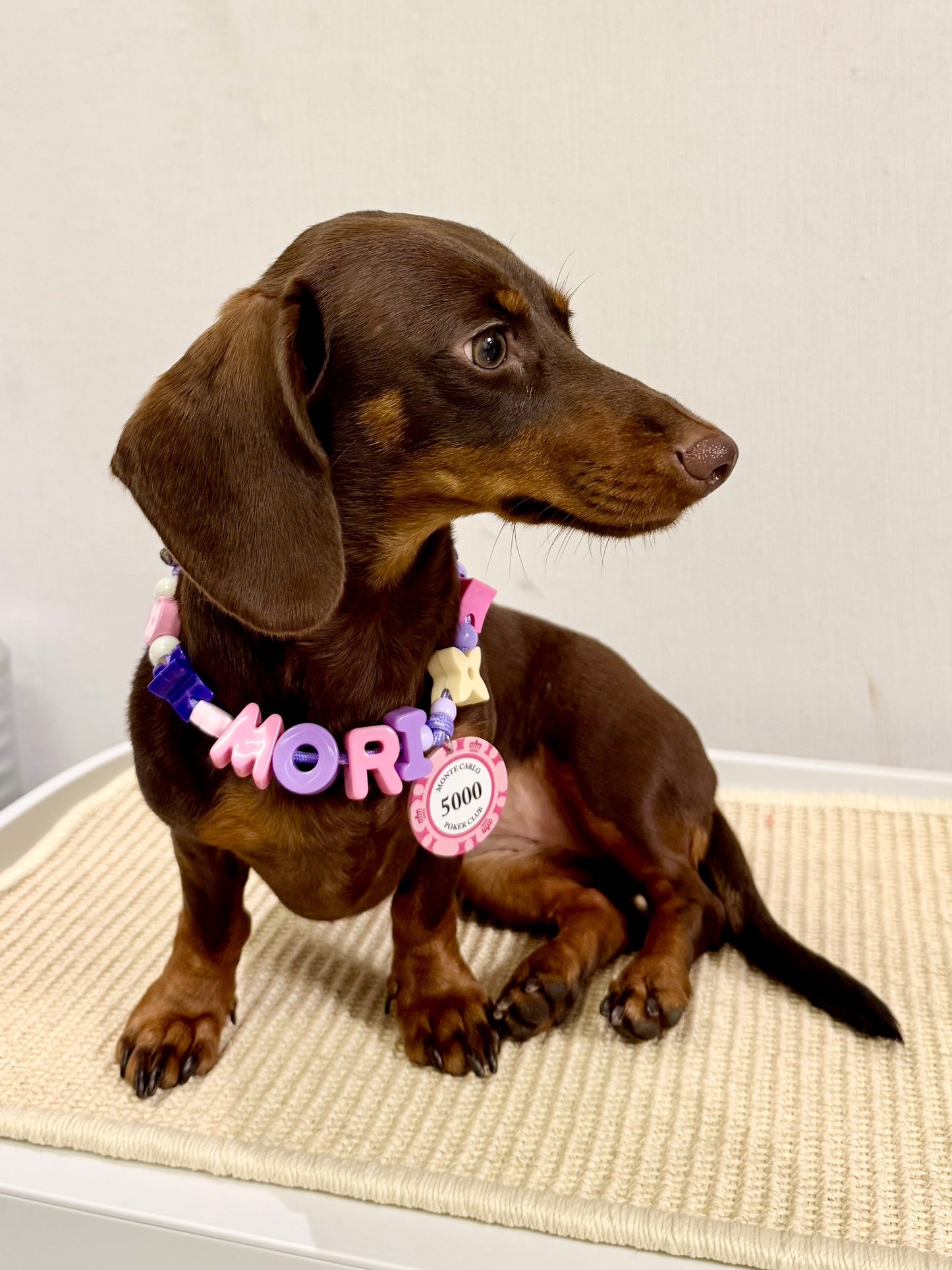 Customized Pet Collar| Chips Charms| Step 2: Choose your Favorite Charms